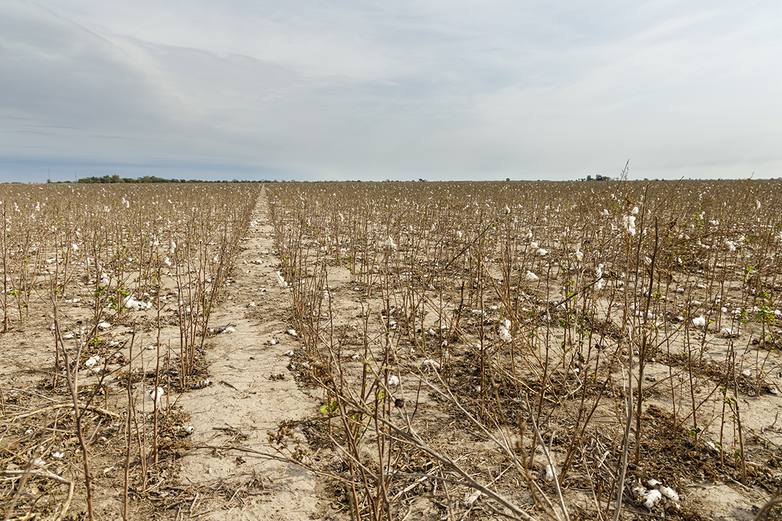 African cotton’s resilience against erratic weather