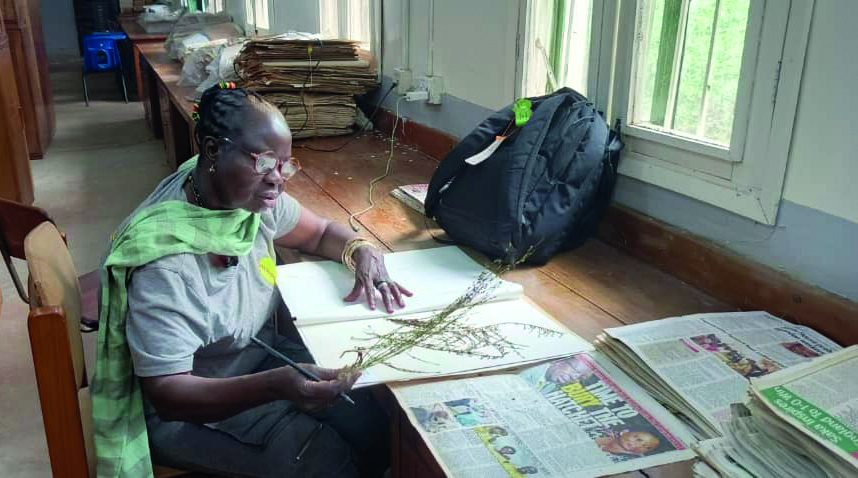 Tapping Africa’s traditional medicine treasure trove